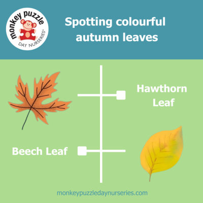 Spotting Leaves -  Hawthorn and Beech Leaves