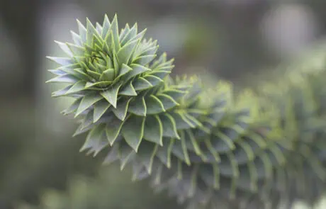 Monkey Puzzle Tree branch Green succulent plant with spiky, layered leaves, close-up nature image.