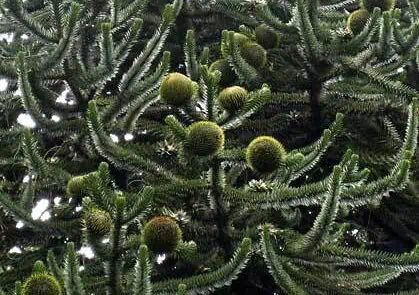 Cones on the Monkey Puzzle Tree Lush green Christmas tree with dense, needle-like foliage and round green ornaments, perfect for festive holiday decoration.