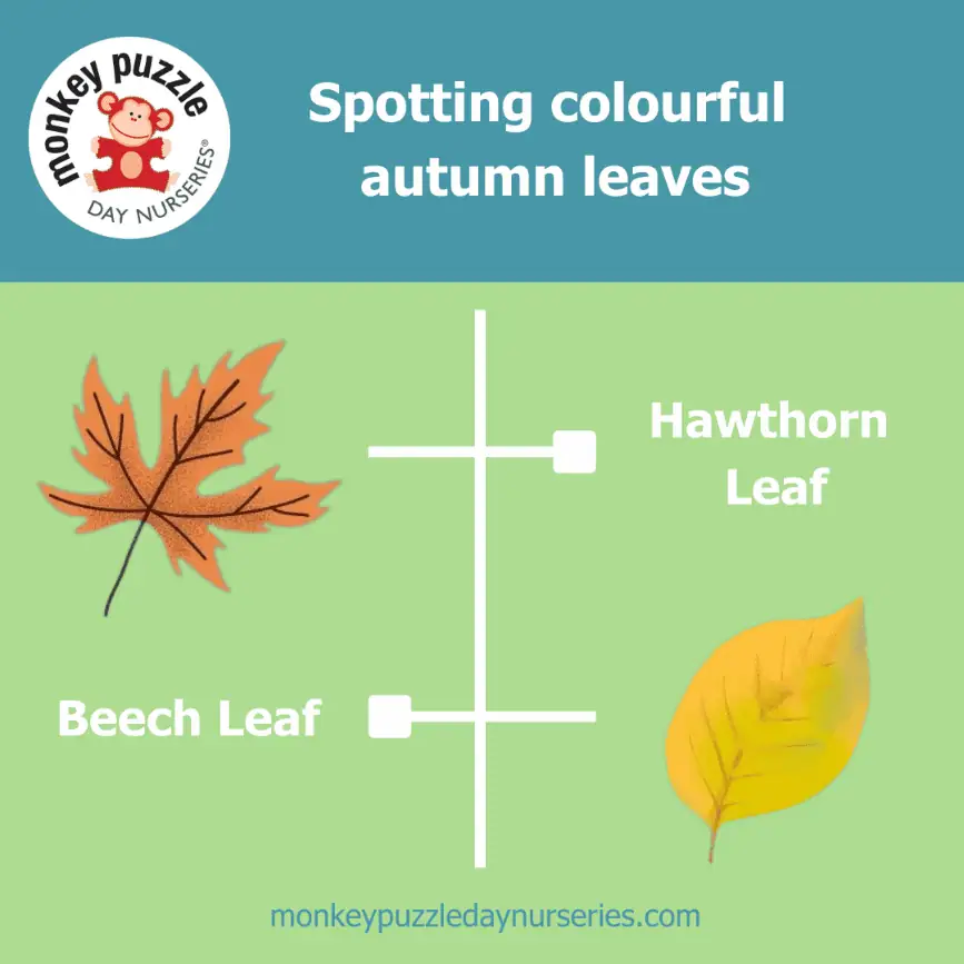 Spotting Hathorn and Beech Leaves Hawthorn leaf and beech leaf identification activity for children at Monkey Puzzle Day Nurseries. Engages preschoolers in spotting colorful autumn leaves in a fun, educational way to promote early learning.