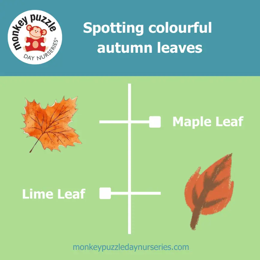 Spotting Maple and Lime Leaves Orange maple leaf for autumn leaves identification and educational activities at Monkey Puzzle Day Nurseries.