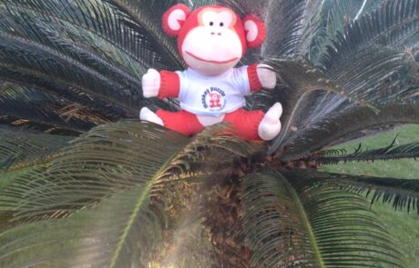 Marvin the Monkey climbing trees