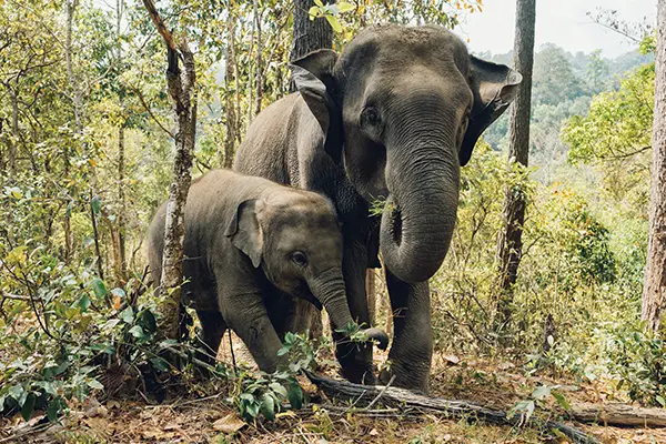 Elephants in South Africa