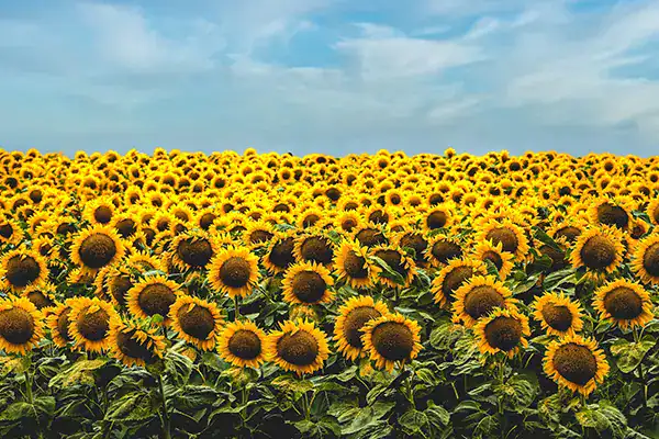 Bright yellow sunflowers blooming in a vast field, symbolizing growth and happiness, ideal for a cheerful and welcoming nursery environment.