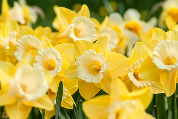Daffodils - The flower of Wales