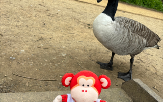 Marvin the Monkey making friends with a goose