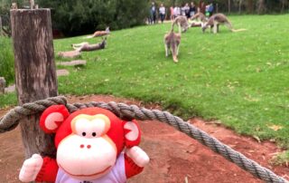Plush monkey toy at Monkey Puzzle Day Nurseries outdoor play area with kangaroos in the background.