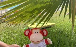 image00006 Monkey Puzzle Day Nurseries plush monkey toy sitting on green grass under a palm leaf.