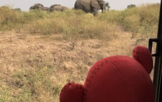 IMG_1395 Elephant viewing safari with a child plush toy in a red hat watching elephants in the wild.