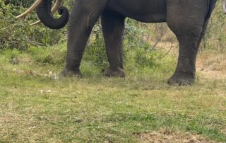 IMG_1412 Large elephant in natural habitat with lush greenery background and a toy teddy bear in the foreground, emphasizing wildlife and nature experiences for children.