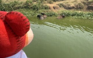 IMG_1437 Fluffy red and cream plush toy watching hippos in a pond with grassy hills and a small wooden structure in the background, representing a fun and educational setting for children at Monkey Puzzle Day Nurseries.