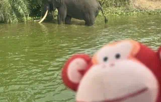 IMG_1522 Elephant in a water body surrounded by lush greenery, with a plush monkey toy in the foreground, representing wildlife and early childhood exploration.