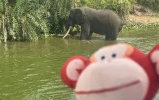 IMG_1524 Elephant in a river surrounded by lush greenery at Monkey Puzzle Day Nurseries.