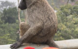 IMG_1620 Curious baboon sitting on a tree branch with a monkey plush toy in the foreground, surrounded by lush greenery, perfect for children's nursery decor and wildlife educational activities.