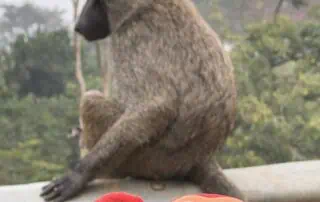 IMG_1620 Curious baboon sitting on a tree branch with a monkey plush toy in the foreground, surrounded by lush greenery, perfect for children's nursery decor and wildlife educational activities.