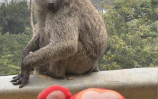 IMG_1623 Playful monkey and plush monkey toy on park bench, surrounded by trees, emphasizing nature and wildlife at Monkey Puzzle Day Nurseries.