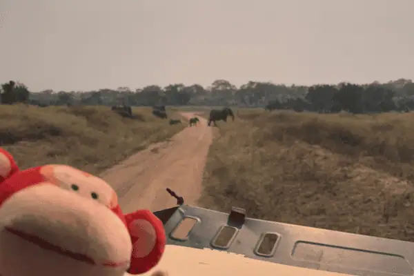 Bright monkey plush toy in the foreground with safari landscape and elephants on the horizon, emphasizing outdoor exploration and adventure themes for preschoolers at Monkey Puzzle Day Nurseries.